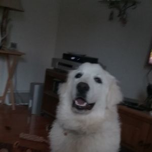 Meet your Posher, Gary